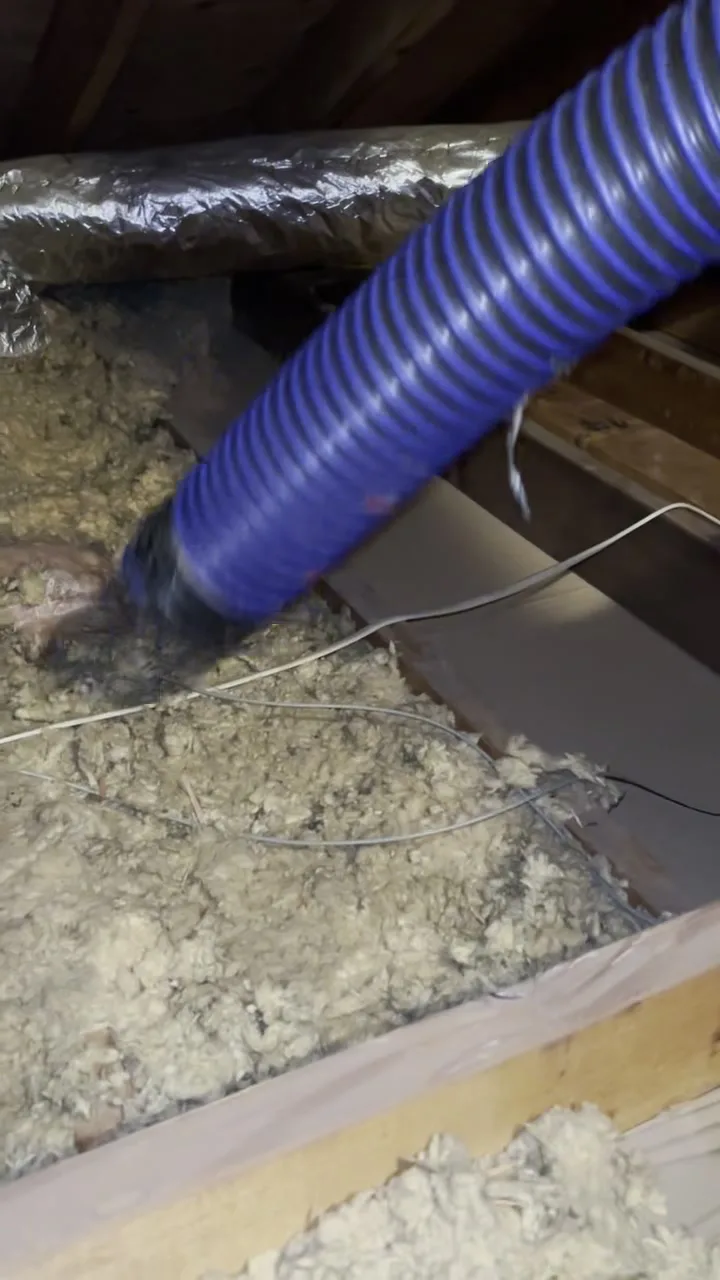 Vacuum hose removing old insulation between attic joists